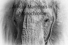 Monochrome mammal photographs - video